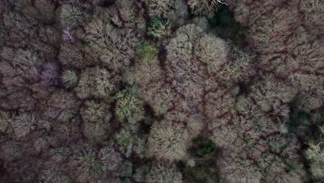 top down birds eye view drone shot of a forest nature reserve, england