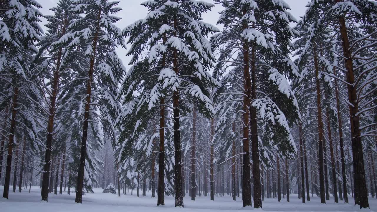Video captures a serene winter forest with snow-laden trees. Shot from a low angle, it highlights