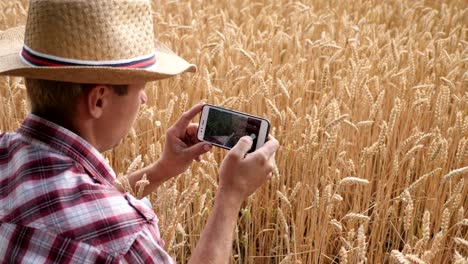 farmer taking photos of crop yield of wheat
