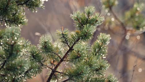 a close-up shot of the pine tree branch