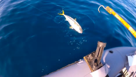 gaffing yellowtail in slow motion off a dingy in baja mexico