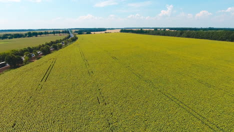 beautiful long plantation of sunflowers along the highway. drone rising over the field to open the majestic view of picturesque scenery.