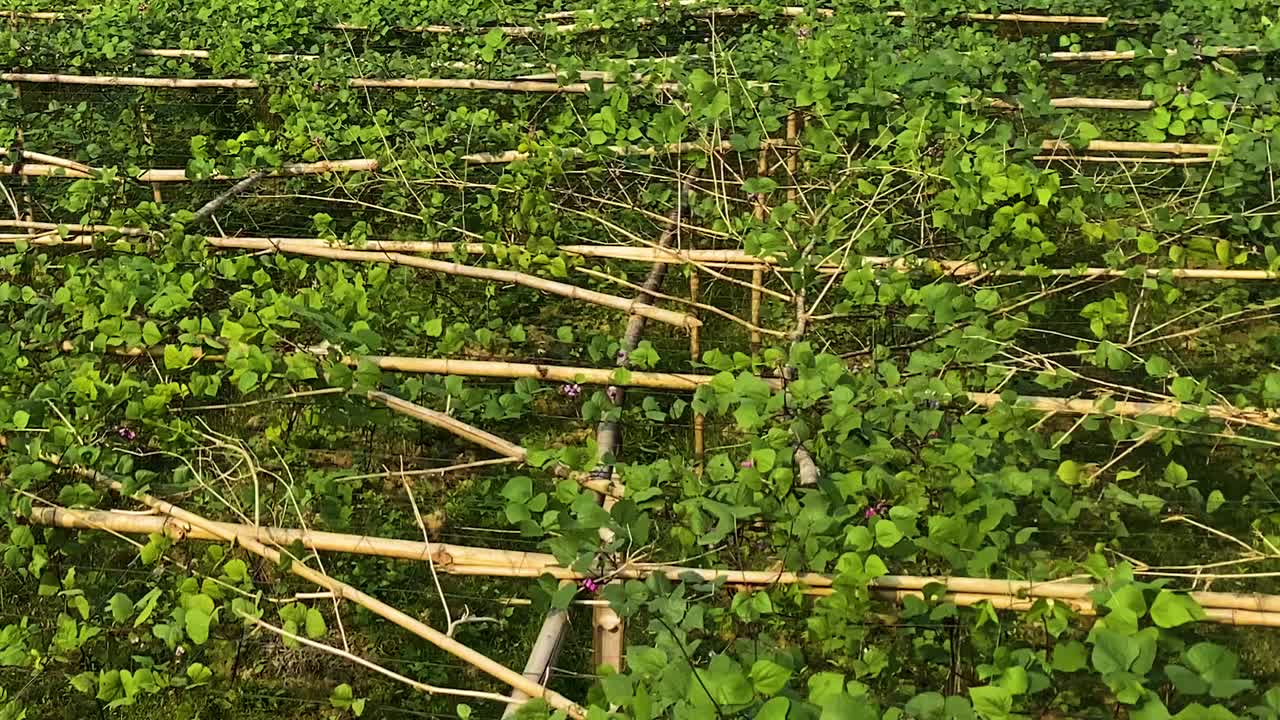 Coltivazione di fagioli dolichos su graticcio di bambù nel Bangladesh rurale