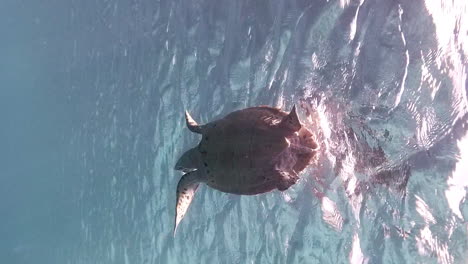 hawksbill turtle suspended it the aqua blue ocean