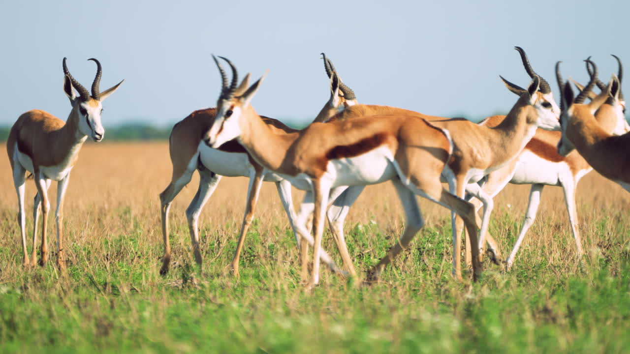 grupo de gacelas caminando en la reserva de caza central de kalahari, botswana - toma amplia