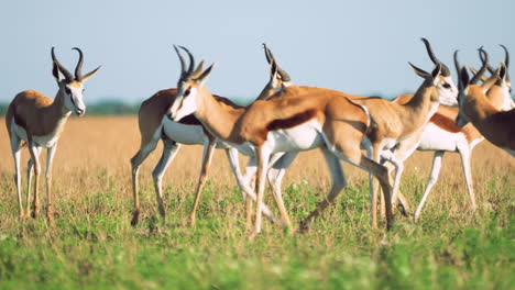 Group-Of-Springbok-Walking-In-Central-Kalahari-Game-Reserve,-Botswana---wide-shot