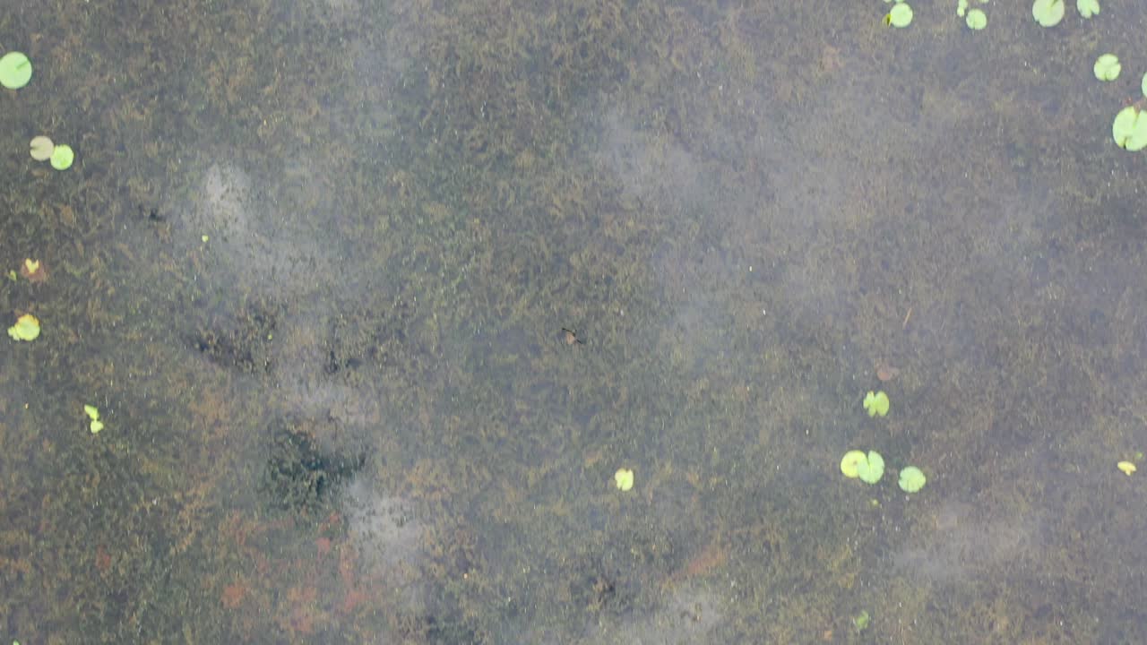 estanque con nenúfares