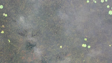 estanque con lirios de agua