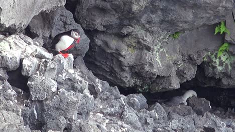 an icelandic puffin sits on a rock