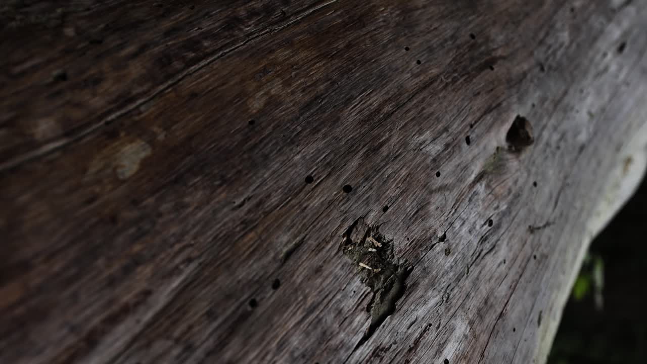 slow pan over a wooden log and the bug holes and texture on it VERTICAL video