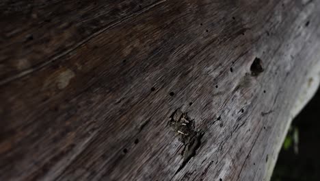 slow-pan-over-a-wooden-log-and-the-bug-holes-and-texture-on-it-VERTICAL-video