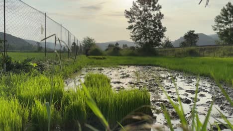 rice agriculture farmer working on land rice paddy field full of water peaceful scenic blur landscape nature forest natural plantation green background fence row and green sprout bud rice in iran