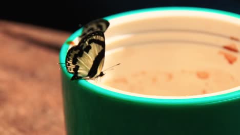 close up of elbowed pierrot butterflies or caleta elna licking coffee from a coffee cup during camping in the wilderness