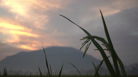 silhouette selective focus rice paddy