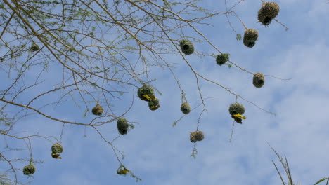 pájaros tejedores africanos amarillos aleteando juntos mientras construyen nidos