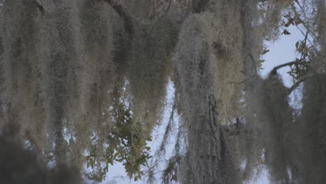 Great-horned-owl-perched-in-tree-with-large-hanging-moss