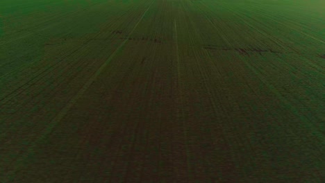 aerial video of an agricultural field with wheat