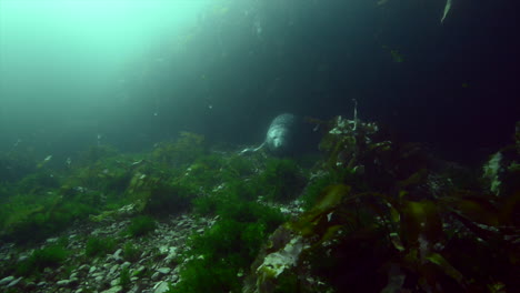 curiosa foca gris durante una inmersión en agua fría