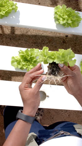 vertical video: inspecting roots of hydroponic lettuce, person working on vertical farm