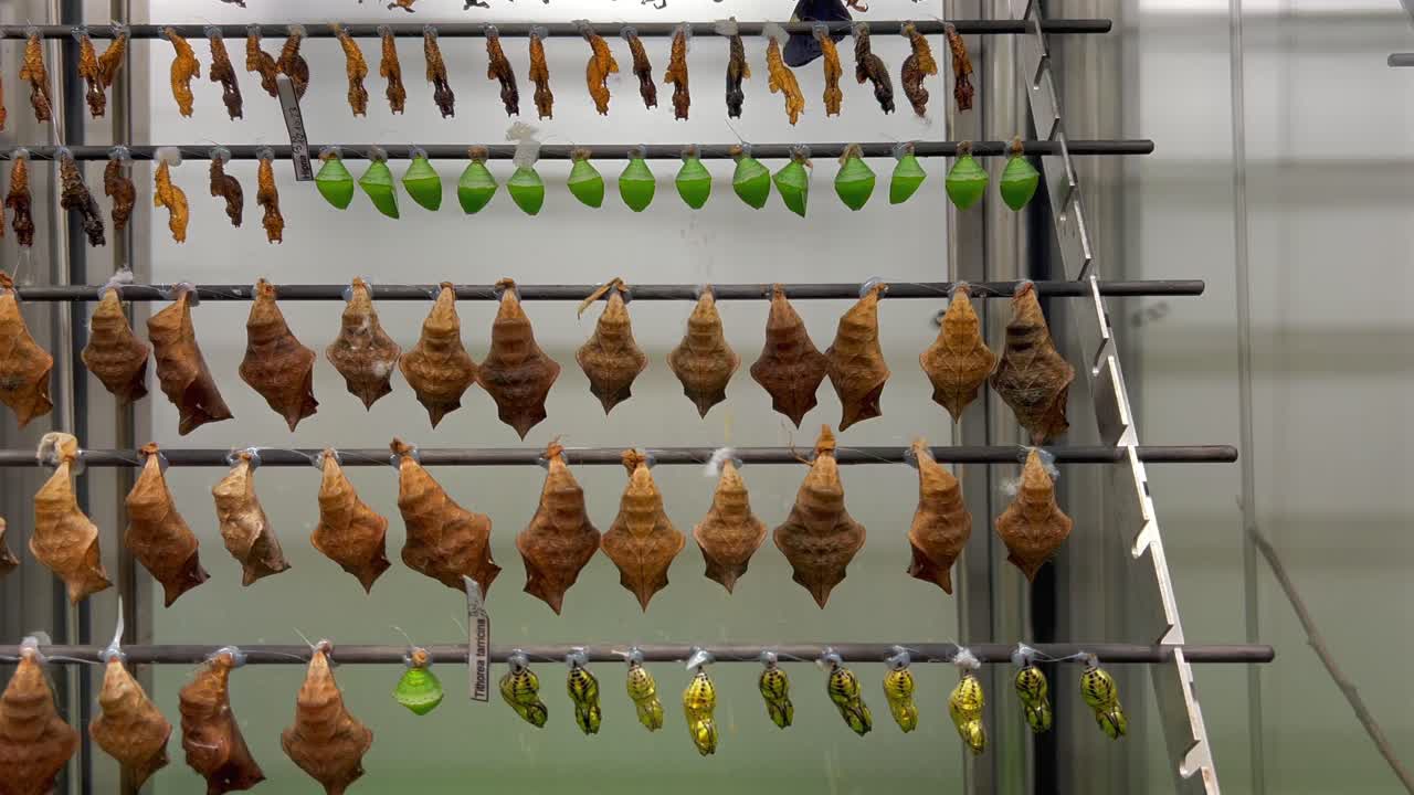 las mariposas pronto saldrán del capullo.