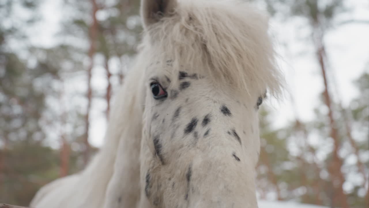 Poni blanco con manchas mirando por encima de una valla de madera en un cercado nevado de pinos, con una melena esponjosa y un pelaje moteado enmarcado por postes rústicos, un suave hocico y una mirada inquisitiva bajo la suave luz invernal