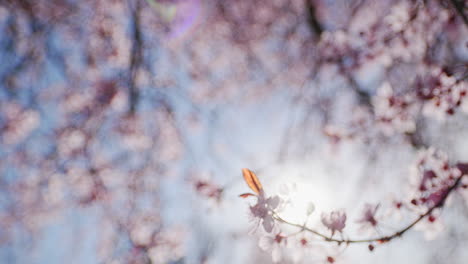cerca de flores de cerezo en la brisa con destello de lente