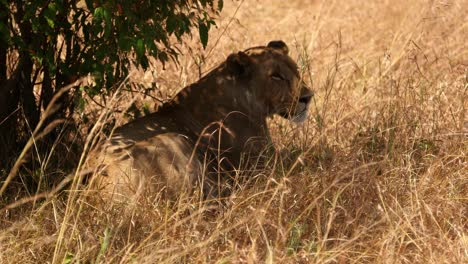 Leona-Descansando-En-La-Hierba-Alta-En-Masai-Mara,-Kenia---Primer-Plano