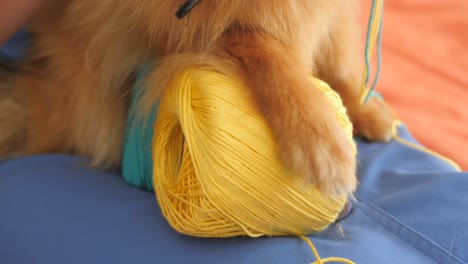 close up view of an owner petting pomeranian dog while making handcraft bracelet with ukraine colors at home