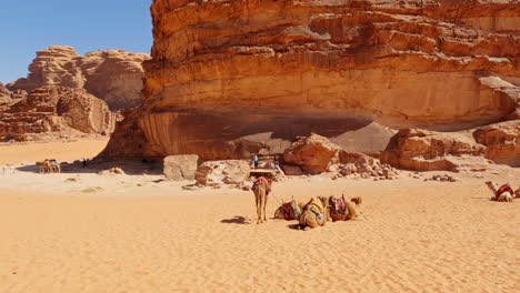 Pack-of-camels-wait-below-eroded-cliffs-of-Wadi-rum-in-broad-daylight