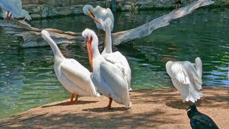 Pelicans-preening-their-feathers-with-there-big-beaks-standing-on-the-shore