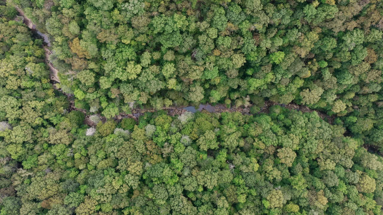 Aerial view over dense forest surrounding Big Soddy Creek in Soddy Daisy, Tennessee, showcasing the lush canopy and winding stream below