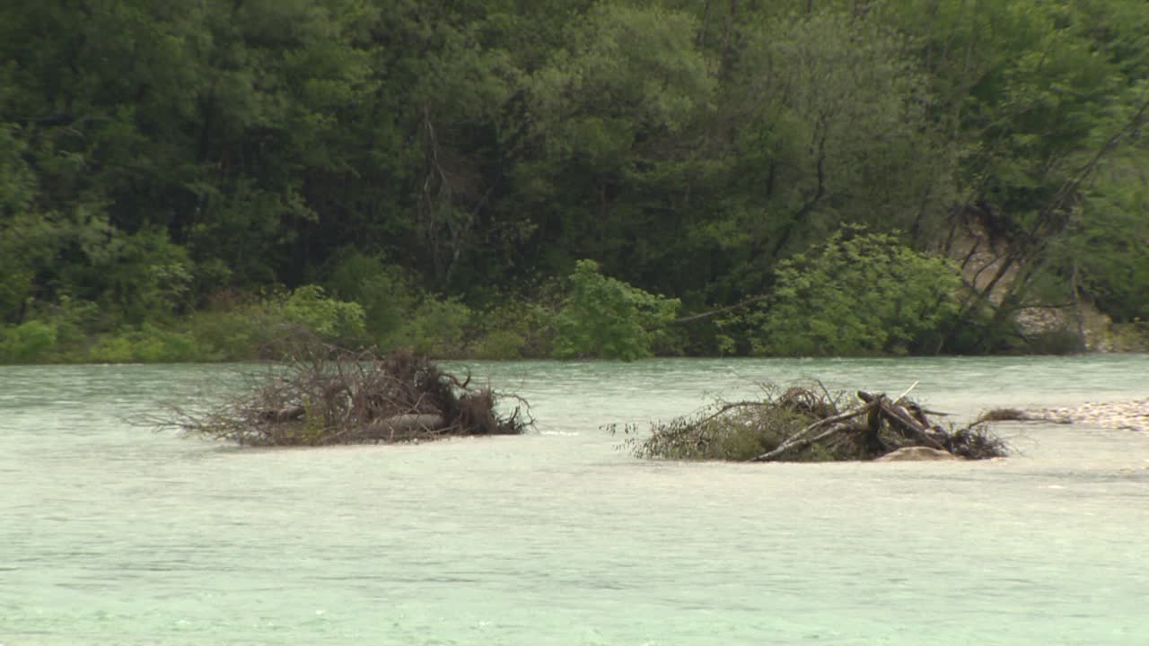 dos pilas de madera a la deriva en el río alpino, toma amplia estática de árboles caídos en agua clara