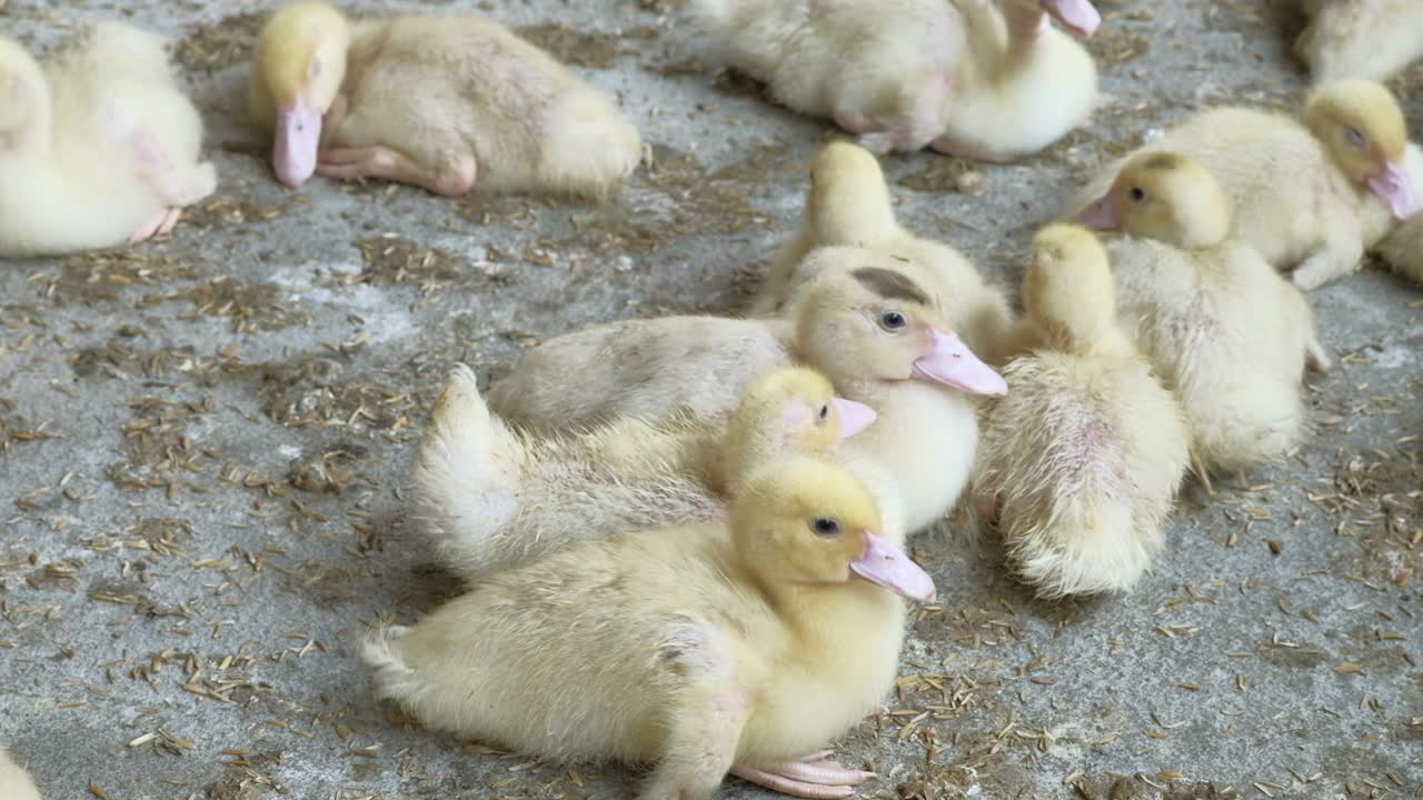 granja de aves de corral, patitos.