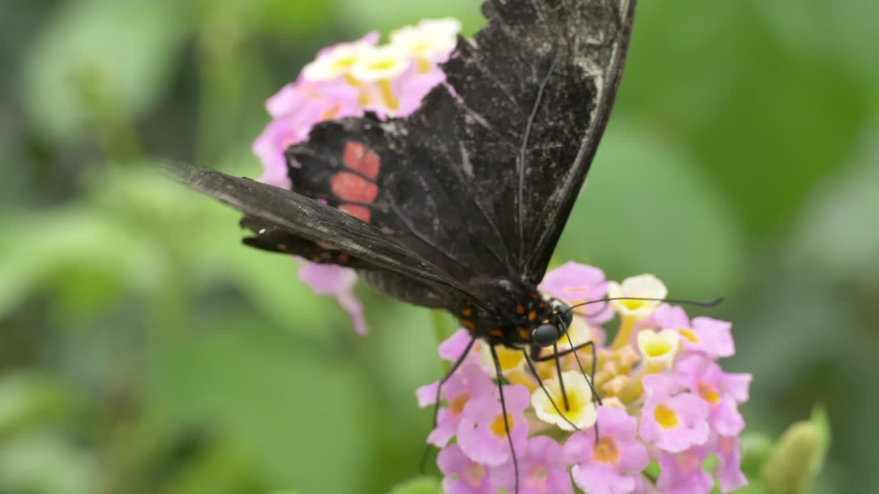 Ripresa macro ProRes di una farfalla nera con ali essiccate che raccoglie nettare da un fiore rosa - sfondo verde sfocato.