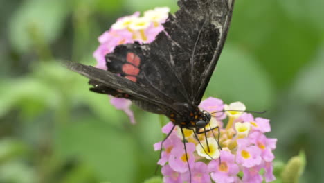 Makroaufnahme-Eines-Schwarzen-Schmetterlings-Mit-Getrockneten-Flügeln,-Der-Nektar-Einer-Rosa-Blume-Sammelt-–-Grüner,-Verschwommener-Hintergrund