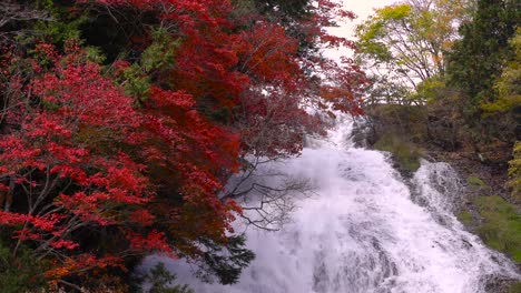 bright red autumn colored tree next to cascading waterfalls in nature