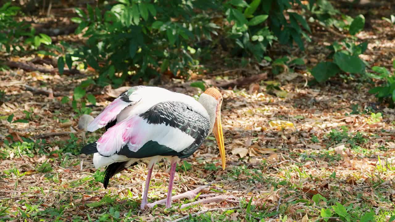 cigüeña pintada en busca de alimento y aseo en chonburi