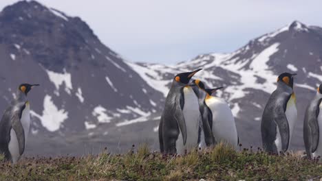 Colonia-De-Pingüinos-Rey-En-La-Isla-De-Georgia-Del-Sur.