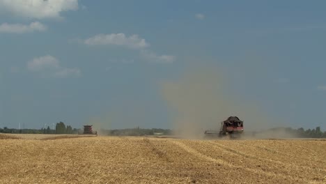 cosecha de trigo cerca de magdeburg, alemania