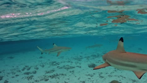 blacktip reef sharks swimming under shallow lagoon in bora bora island. underwater shot