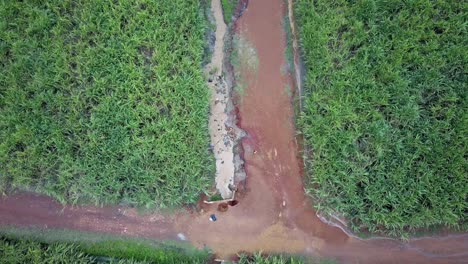 Top-View-Of-An-Agricultural-Farm-With-Growing-Sugar-Cane-Plantation-Near-Jinja,-Uganda,-Africa