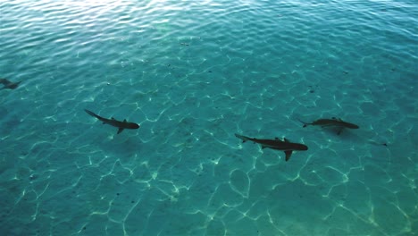 Many-reef-sharks-swimming-past-in-crystal-clear-shallow-water