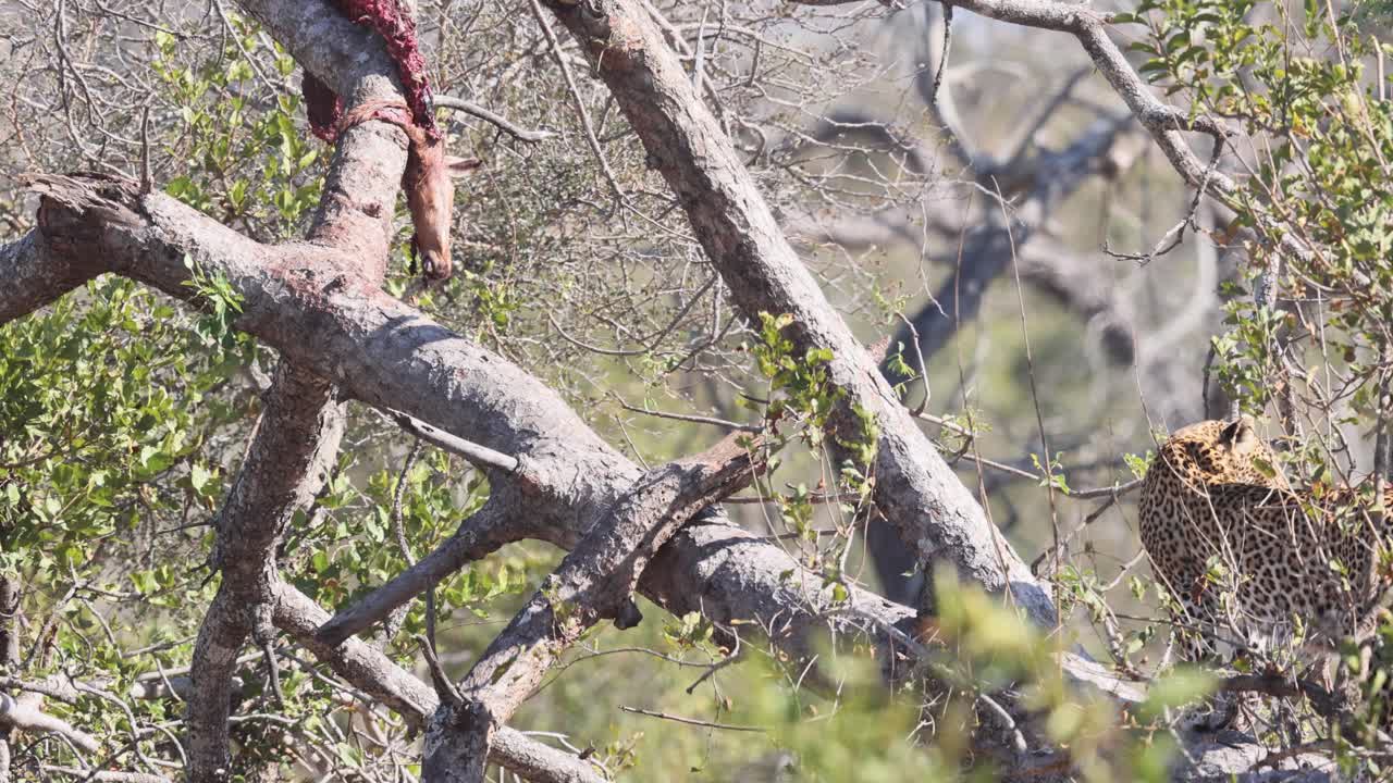 African Leopard walks effortlessly along sunny tree branch in Kruger