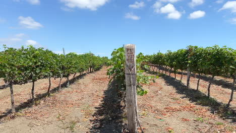 conduciendo por la plantación en un viñedo ecuatoriano en un día soleado