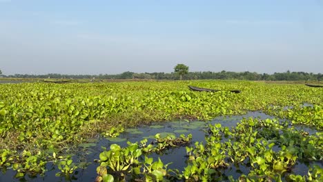 Aerial-view-of-vintage-wooden-boat-sailing-in-the-marshland-at-bortirbil,west-Bengal