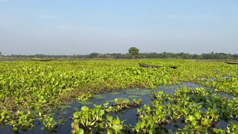 aerial view of vintage wooden boat sailing in the marshland at bortirbil,west bengal