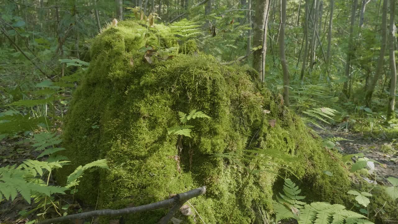 tronco de árbol cubierto de musgo en un bosque