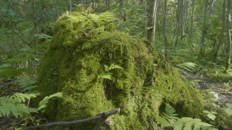 moss-covered tree stump in a forest