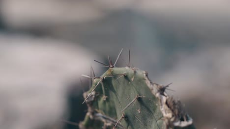 Cactus-Creciendo-En-Un-Sitio-Desértico-Con-Grandes-Agujas-Afiladas