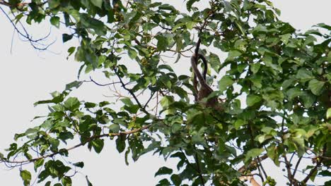 Seen-moving-to-the-end-of-a-branch-and-jumps-down-to-another-branch-below,-Three-striped-Palm-Civet-Arctogalidia-trivirgata,-Thailand